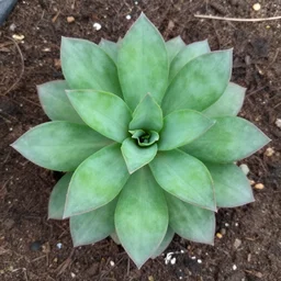 Zanzibar Gem plant