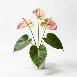 curious anthurium, high detail photograph, full body, isolated on a pure white background, centered, entire subject in frame, sharp focus, soft studio lighting