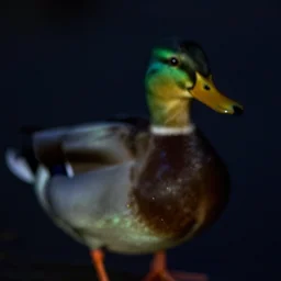 a blurry image of a duck in the dark, water drops, night time, a microscopic photo by ker - xavier roussel, featured on flickr, art photography, flickering light, macro photography, luminescence