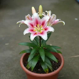 a lily in a plant pot surfing