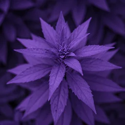 an ultra-violet photograph of a plant