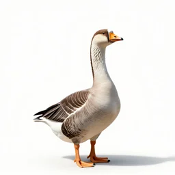 regal goose, professional studio photo, full body, isolated on a pure white background, centered, entire subject in frame, sharp focus, soft studio lighting