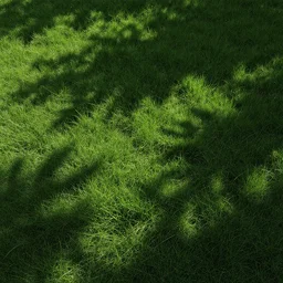 grass seamless texture