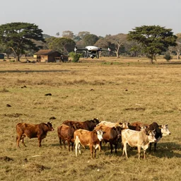 a uav is searching cattle group
