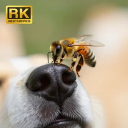 macro photography of a bee landing on the dog's pollen covered nose. bokeh. contest winning photography. 8 k. hyper - realistic