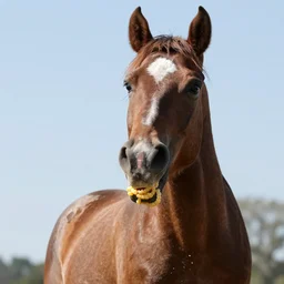 An angry horse being force-fed macaroni