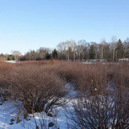 a winter landscape with shrubs and trees on a clear day, panorama