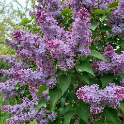 April is the cruelest month, breeding Lilacs out of the dead land, mixing Memory and desire, stirring Dull roots with spring rain