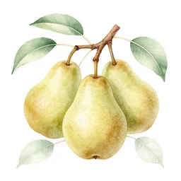 a botanical illustration of pears and thin leaves