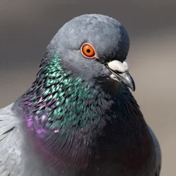 portrait of a street pigeon!!!!!!!!!!!!!!!!!!!!!!!!!!!, detailed face, detailed painting, epic lighting, by ilya repin, phil hale and kent williams