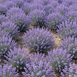 top view endless blissful garden, ethereal mauve and lavander, cinematographic light, realistic 8k