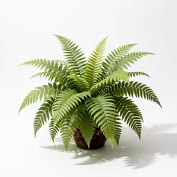 white boston fern, studio photography, full body, isolated on a pure white background, centered, entire subject in frame, sharp focus, soft studio lighting
