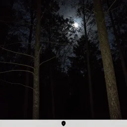 img 9 5 6, trailcam, dark night, moon in background, tall trees