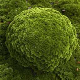 moss texture material, high definition, high detail, 8k, photorealistic