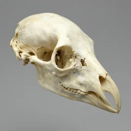 bird head made of bone structure, with diapsid with a pre - lachrymal fossa, a single occipital condyl, macro photograph by wikipedia and naturalist museum
