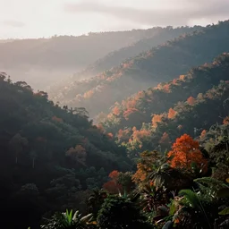 35mm film still magic morning light over mountains, autum, mist in valley, tropical forest, moody, by Alex grey