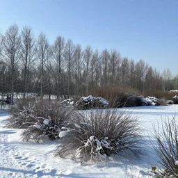 a winter landscape with shrubs and trees on a clear day, in concept art style
