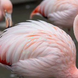 beautiful photo of a flamingo with opal pattern feathers, 4 k, photorealistic, detailed, multicolor opal pattern, photographed by marina cano