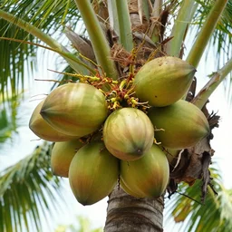 of the coco tree ( of the coco tree ),, silly, coconuts,