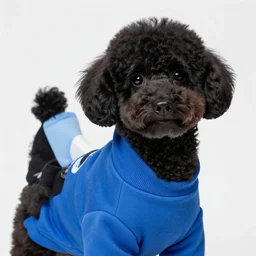 HD photograph of a black poodle wearing a blue sweatshirt