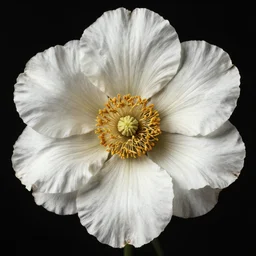 highly detailed beautiful photography of flower, sharp focus, high contrast, dynamic lighting, elegant, harmony, beauty, masterpiece, by durero, by moebius, by josan gonzalez