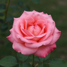 photo of a rose by tinashe jones