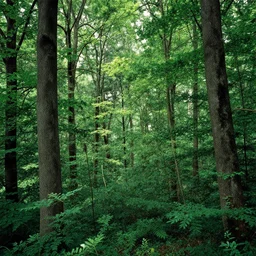 shot lush european forest, bright details, vibrant foliage, contrasting, daylight, highly detailed, by dieter rams 1 9 9 0, national geographic magazine, reportage photo, natural colors