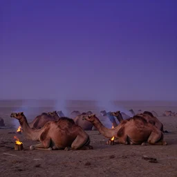 groups of camels lay sleeping before sunrise. there are small smoke fires burning near them. the sky is a dark shade of blue purple, and fog and smoke mix,