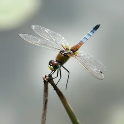 dragonfly, ink, xu wei