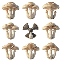 collage of nuclear mushrooms, art