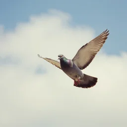 7 0 s pigeon flying through the clouds nostalgic bright
