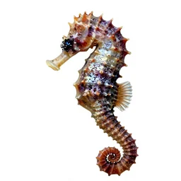 norman rockwell digital art of a natural beautiful high-tech seahorse isolated on white background, but as a photograph, natural photorealistic award winning, national geographic