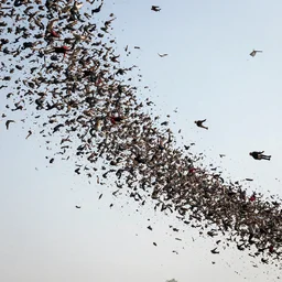 hundreds of people falling from the sky