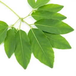 moringa leaves, moringa oleifera, leaves, green, high contrast, natural, organic