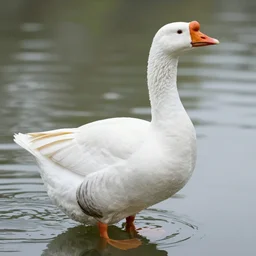 a blursed goose
