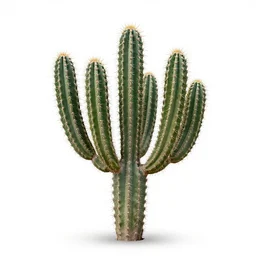 albino prickly pear cactus, photorealistic wildlife photography, full body, isolated on a pure white background, centered, entire subject in frame, sharp focus, soft studio lighting