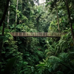 bridge over jungle canopy by moebius