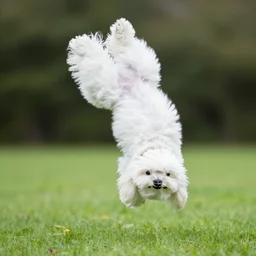 a maltese doing a backflip