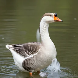 a handsom goose