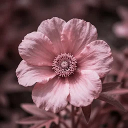 a flower in infared