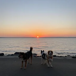“sunset and dogs”