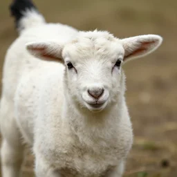 a lamb with the head of a chicken