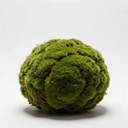 gentle moss ball, professional studio photo, full body, isolated on a pure white background, centered, entire subject in frame, sharp focus, soft studio lighting