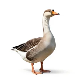gentle goose, photorealistic wildlife photography, full body, isolated on a pure white background, centered, entire subject in frame, sharp focus, soft studio lighting