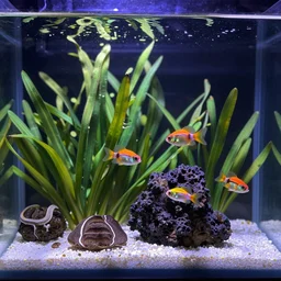 a close - up photo of a beautiful colorful vibrant aquarium