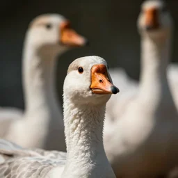 extreme closeup photo of curious goose out of focus