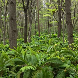 a photograph of a forest with trees and shrubs taken in spring season, 4k, detailed, hyper realistic,