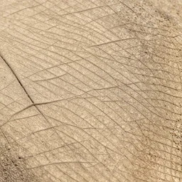 dry lizard skin organic texture