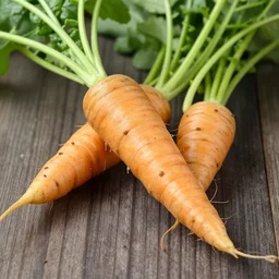 daucus carota