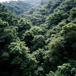 lush broadleaf montain forest, rich vegetation, glare, bright details, contrasting, daylight, highly detailed, by dieter rams 1 9 9 0, national geographic magazine, reportage photo, natural colors